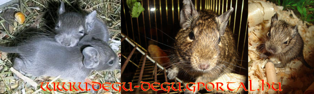 degu-degu